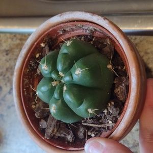 Gymnocalycium horstii Cactus
